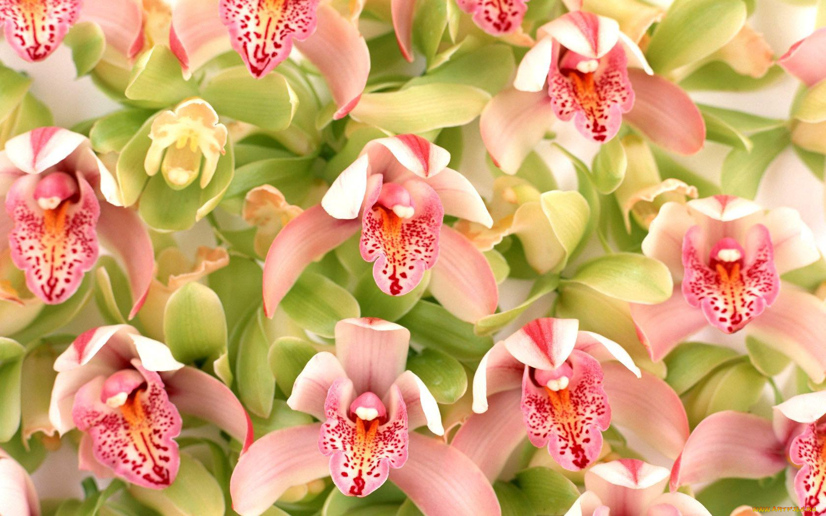 Орхидея джилиан